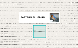 bird-sounds